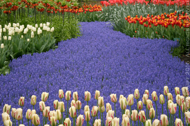 Visiting Keukenhof - 9 tips to make the most of your trip - Cooksister ...